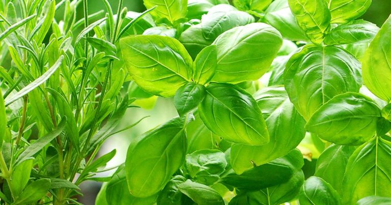 UK_advice-gardening-grow-your-own-guide-growing-herbs-cooking_main
